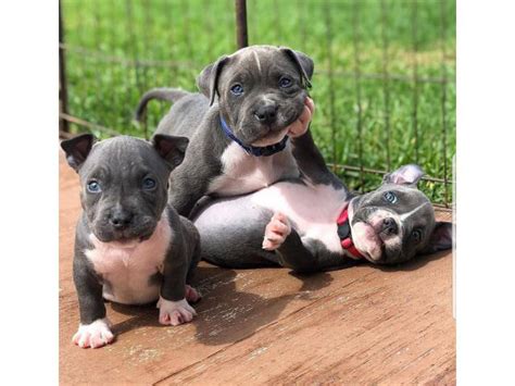 We have six lively and affectionate <b>pitbull</b> <b>puppies</b> - one female and five males - in need of new homes. . Blue nose pitbull puppies for sale near gastonia nc